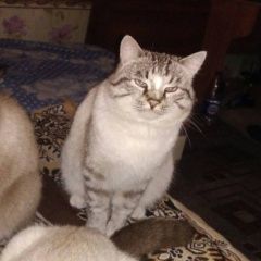 Фото: пропала кошка «Пропала кошка Курган» в г. Курган